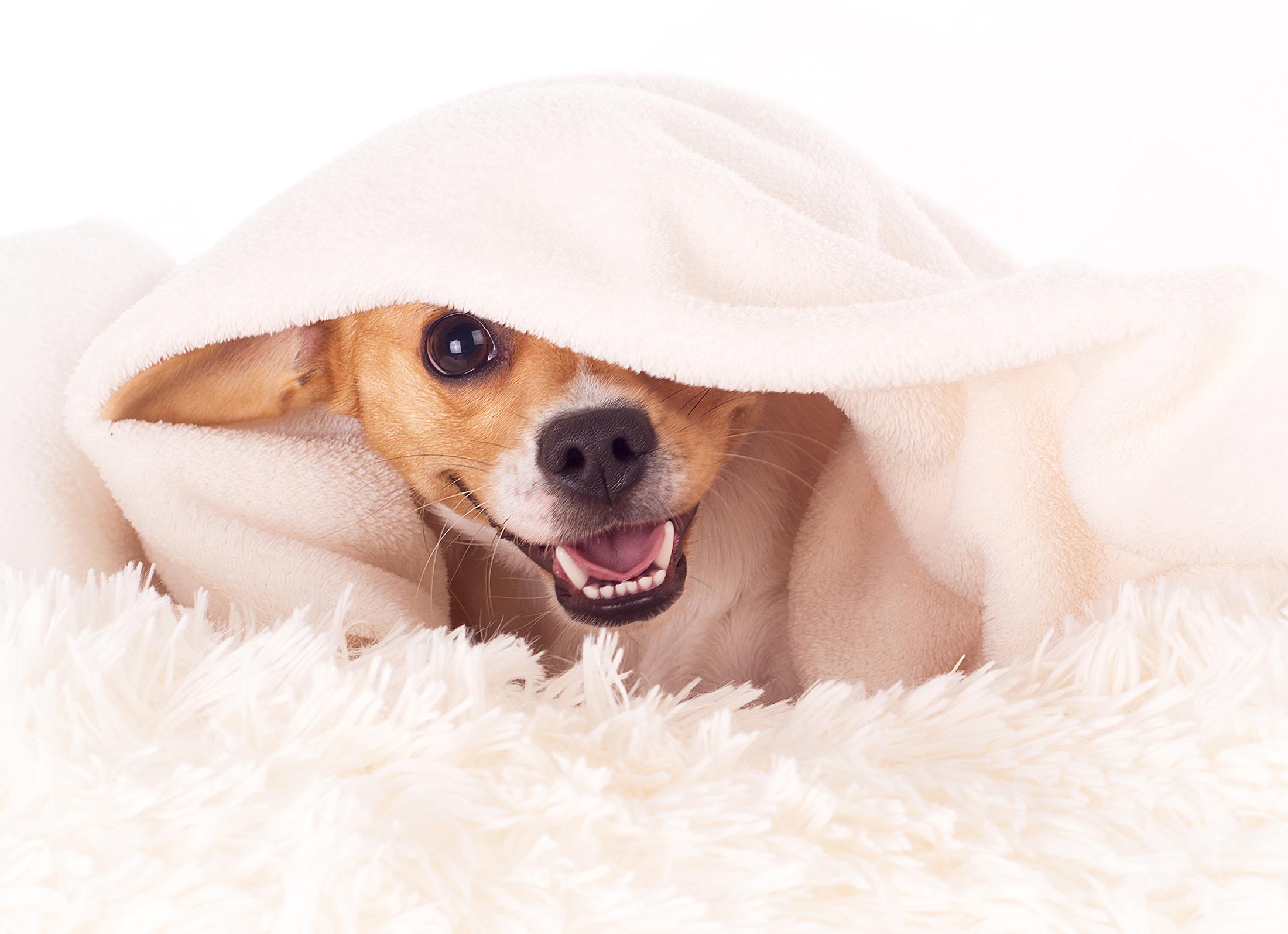 Little dog peeking out from under a blanket in our white studio. Captured by New Generation Portraits Ltd