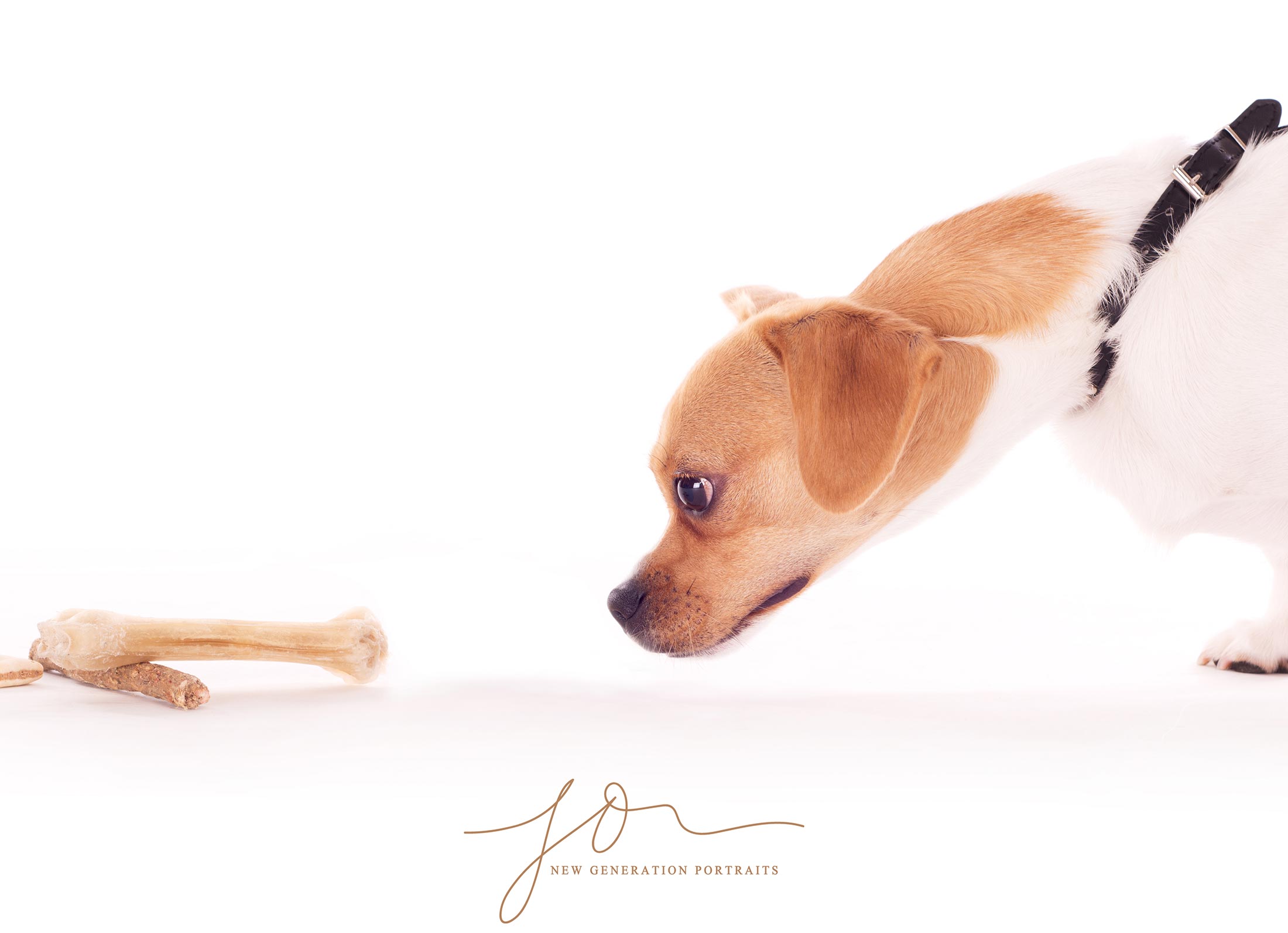 Little Jack Russell dog having his portrait taken in our all white studio. Captured by New Generation Portraits Ltd.